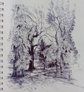 2024 - v Parku FN Brno, pero, 20 x 15 cm